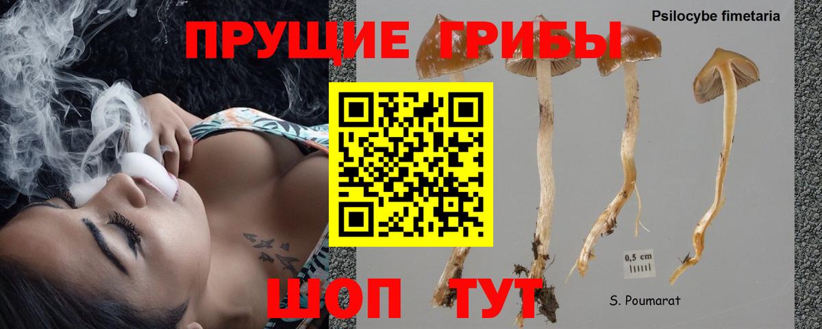 Элиста  Галлюциногенные грибы Magic Shrooms  Вход с VPN  Псилоцибиновые грибы Psilocybine cubensis 